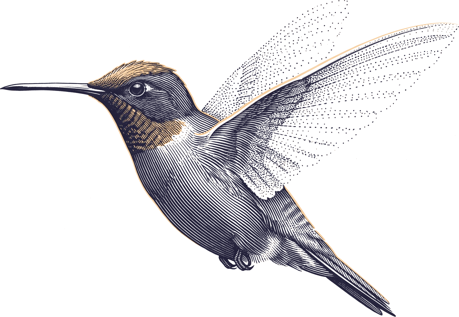 An engraving of a hummingbird hovering, its wings dissolving into stipple, drawn in two inks on pale paper.